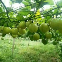 百香果