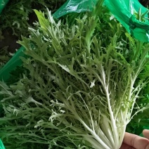 新民市法哈牛镇，苦菊直销