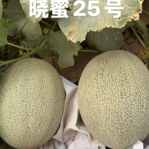 甘肃晓蜜25号哈密瓜产地直发货源充足大量上市欢迎咨询