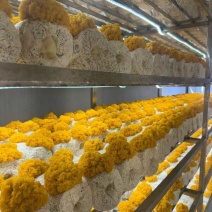 金耳菌，鲜货，干货