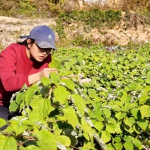 苎麻苗