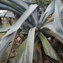 龙舌兰