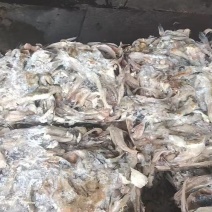 鳕鱼排一天一柜