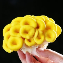 【顺丰一件代发】云南新鲜鸡油菌榆黄魔炖汤炒肉火锅菌菇类