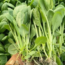 大量鸡毛菜，有需要可以咨询联系我排单收割