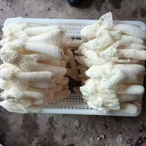 竹荪