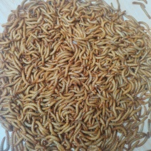 批发零售黄粉虫活体