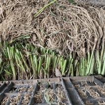 精品韭菜根整筐理整齐批发（低损耗，电商直接打包）需要联系