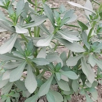 新疆养心菜