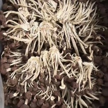 江西广昌5号茶树菇