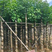 秋枫3-15分，一手货源，基地直销，各种规格，大量低价出售