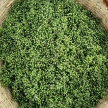 四川鲜花椒青花椒基地直发现摘现发对接全国量大从优
