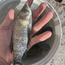 张家口直发花鲢鱼苗，规格齐全好养殖，量大价优可送货
