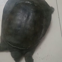 甲鱼