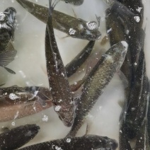 河鲫鱼，土鲫鱼