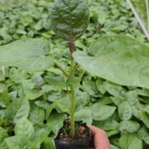 （推荐）树番茄苗根系发达成活率高果实量大可以谈