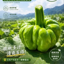 云南精品姜柄瓜产地直发批发