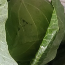 橄榄