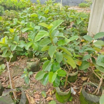 红宝石芭乐2-5分