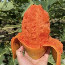 矮化冰糖红心水果木瓜苗