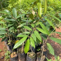 猫山王榴莲树苗泰国金枕，黑刺，嫁接苗，品质保证