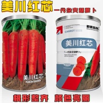 美川红芯水果型胡萝卜种子长圆锥形口感甜脆秋季胡萝卜种子膨