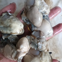 现割现开壳生蚝肉量大价优