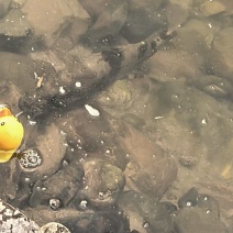 湖南隆回野生桂鱼