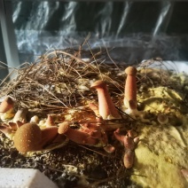 人工无毒牛肝菌（见手青）