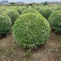 银姬小蜡球，冠幅1m、1.2m，基地有量，欢迎来订购。