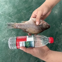三去鲈鱼，规格200-300，活鱼现杀速冻