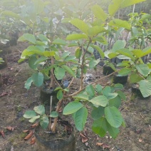 红宝石芭乐1-3分