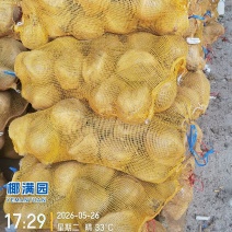 海南老椰子【特产】规格齐全，炖汤、清补凉或制作椰子碗