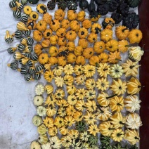 墨西哥葫芦，新鲜采摘，各种样式都有