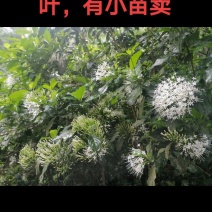 满天星苗又叫大沙叶，有苗卖