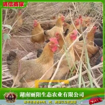 灵山麻土鸡苗/灵山麻鸡活苗/小鸡活体/免费提供养殖技术