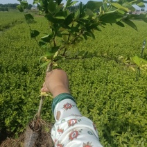 金银花营养杯苗，夏天就要营养杯苗，成活率高，耐运输，