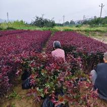 紫叶矮樱
