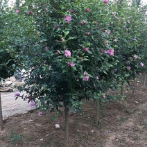 苗圃大量出售4公分木槿