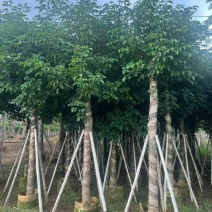 秋枫8-18分，各种规格，大量低价出售
