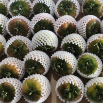 草莓番茄草莓西红柿铁皮柿子自家基地常年现货可加工各种包装