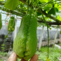 佛手瓜