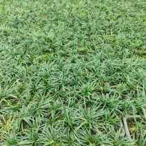 江苏玉龙草，自产自销