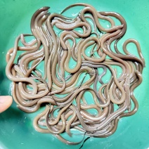 黄鳝苗，正大9号黄鳝苗种，技术催产优质苗，好养快大。