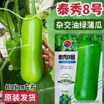 泰秀8号瓠瓜种子早熟杂交油绿蒲瓜种子短棒油亮瓠子瓜种籽
