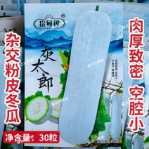 灰太郎冬瓜种子杂交一代粉皮冬瓜种子肉厚致密粉冬瓜种籽
