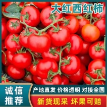 大红西红柿