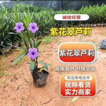基地直销：紫花翠芦莉，高度15-20-25-30-40c