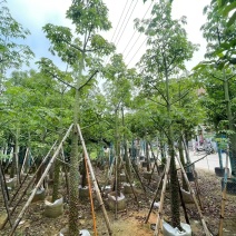 美丽木棉12～15分，量大价优′，低价出售。
