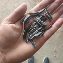 内蒙古正蓝旗食葵